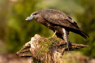 Buizerd - Buteo buteo - Common Buzzard