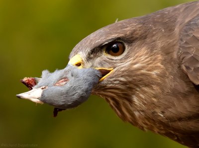 Buizerd - Buteo buteo - Common Buzzard