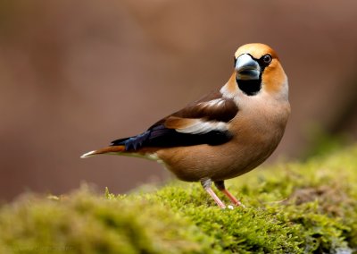 Appelvink - Coccothraustes coccothraustes - Hawfinch