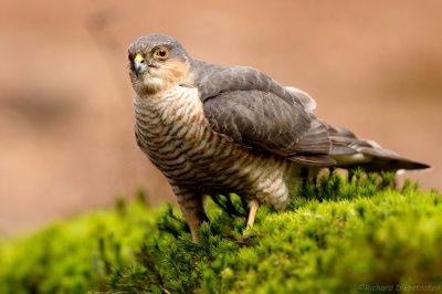 Sperwer - Accipiter nisus - Sparrow Hawk-