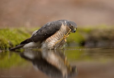 Sperwer - Accipiter nisus - Sparrow Hawk-