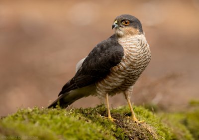 Sperwer - Accipiter nisus - Sparrow Hawk-