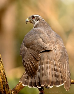 Havik - Accipiter gentilis - Northern Goshawk