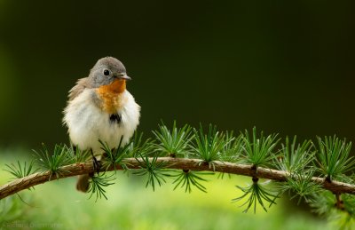 Kleine Vliegenvanger - Ficedula parva - Red-breasted Flycatcher