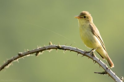 Spotvogel    -    Icterine Warbler 