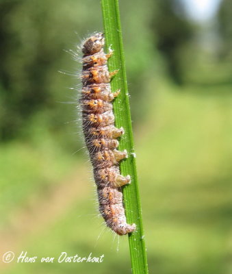 Bruine Wapendrager - Clostera curtula