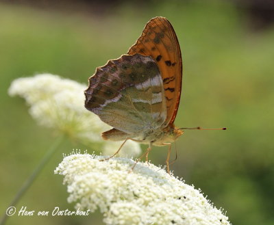 Keizersmantel - Argynnis paphia