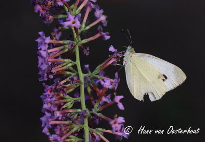 Scheefbloemwitje - Pieris mannii