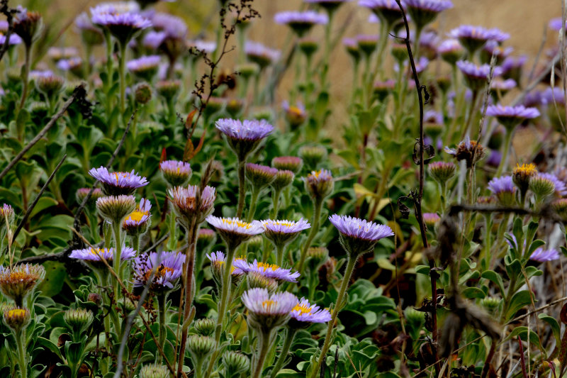 Flora & Fauna Around Mt. Diablo