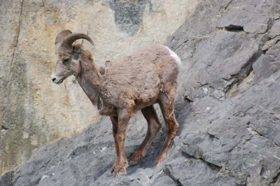 Over the Years of Visits....Jasper & Kootenay National Parks, Canada