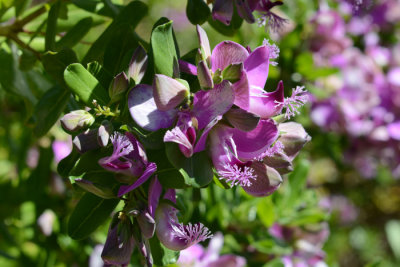 Flowers From the Garden