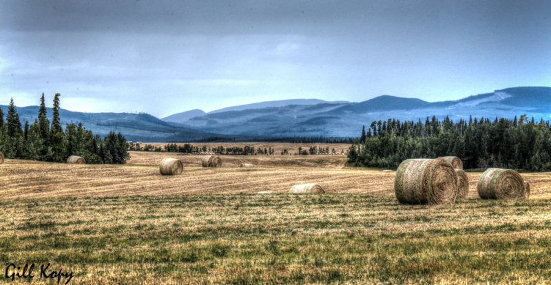 Hay fields2.jpg