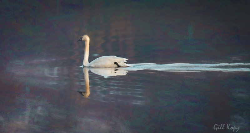 Evening swan5