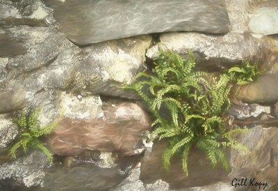 Rocks n Ferns