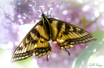 Swallowtail2.jpg