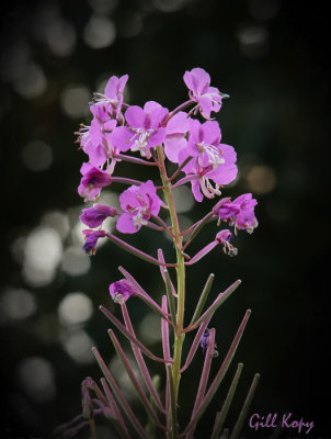 Fireweed-2.jpg