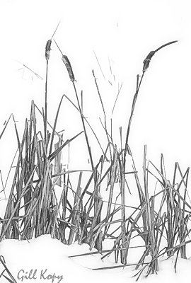 Snowy cat tails.jpg