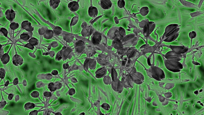 Neon_glowing_seeds