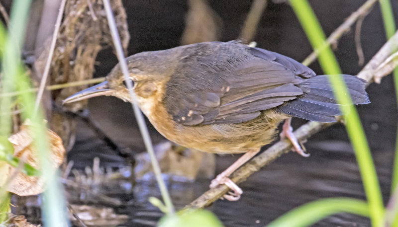 Silvered Antbird