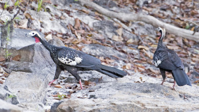 Blue-throated Piping-Guan