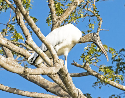 Wood Stork