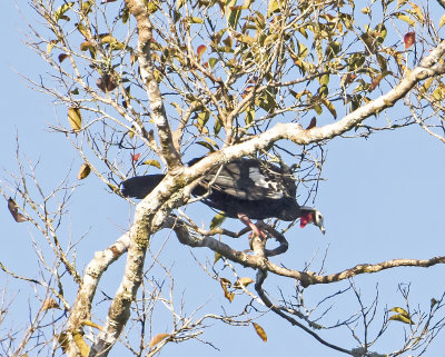 Red-throated Piping_guan