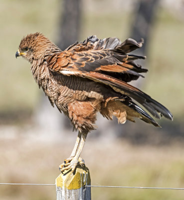 Savanna Hawk