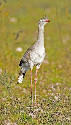 Red-legged Seriama