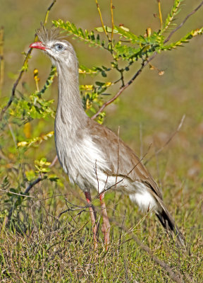 Red-legged Seriama