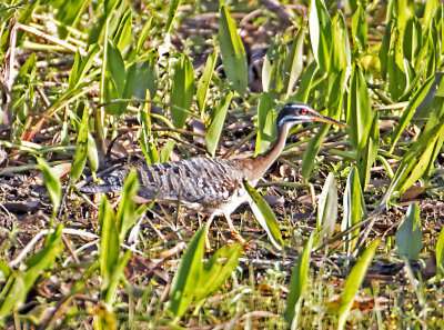 Sunbittern 