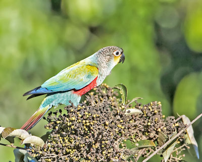 Crimson-bellied Parakeet