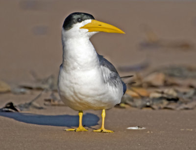 Yellow-billed Tern