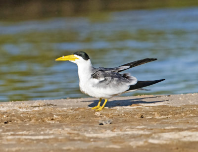 Yellow-billed Tern