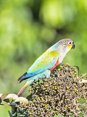 Crimson-bellied Parakeet