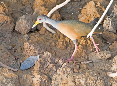 Gray-necked Wood-rail