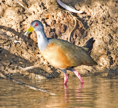 Gray-necked Wood-rail