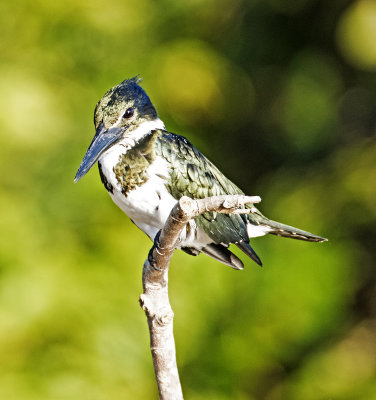 Amazon Kingfisher