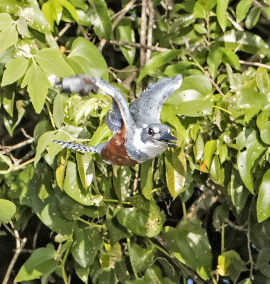 Ringed Kingfisher