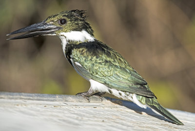 Green Kingfisher