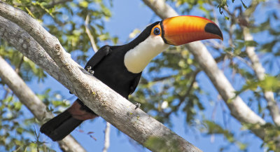 Toco Toucan