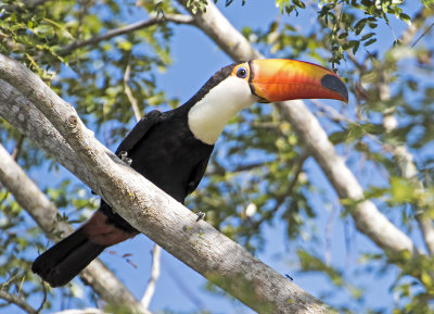 Toco Toucan