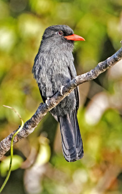 Black-fronted Nunbird