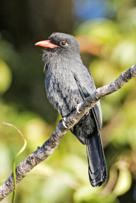 Black-fronted Nunbird