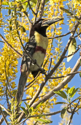 Chestnut-eared Aracari