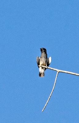 Swallow-winged Puffbird