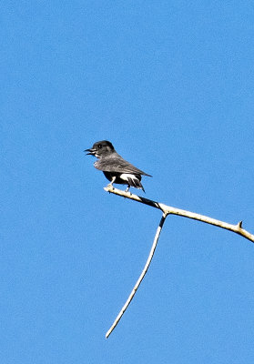 Swallow-winged Puffbird