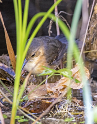 Silvered Antbird