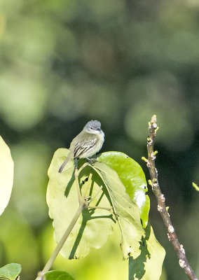 Amazonian Tyrannulet