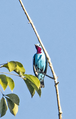 Spangled Cotinga