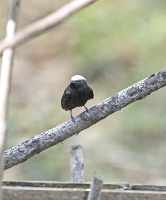 White-crowned Manakin.jpg